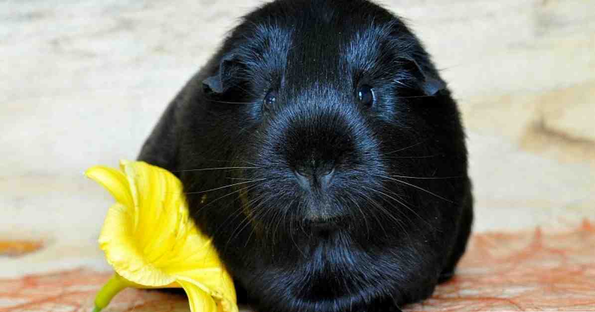 Meerschweinchen wirken sich bei Jugendlichen mit Autismus positiv aus