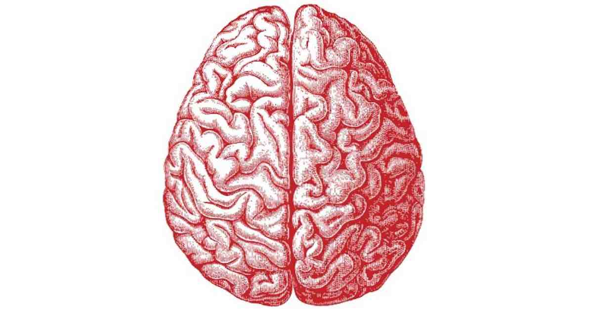 Brain skillnader mellan brev studenter och science studenter / neurovetenskap