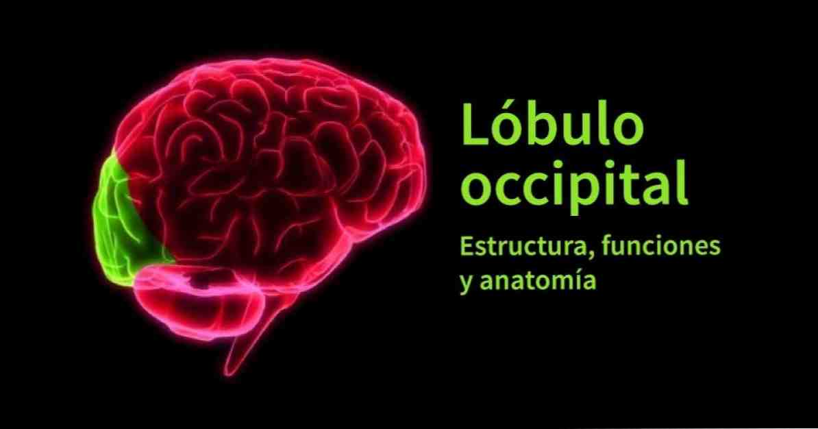 Okulipalinės skilties anatomija, savybės ir funkcijos / Neurologijos
