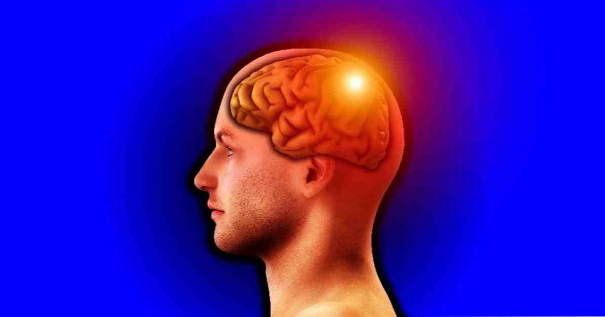 Caractéristiques et fonctions du lobe pariétal / Neurosciences