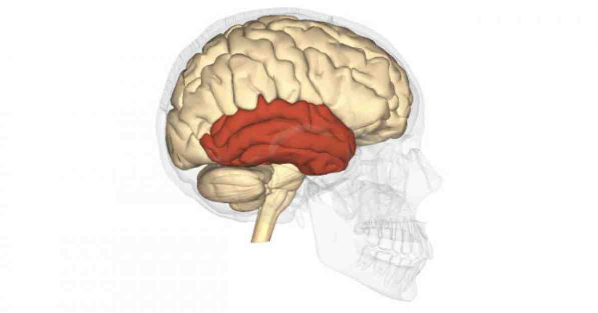 Temporale lobstructuur en functies / neurowetenschappen