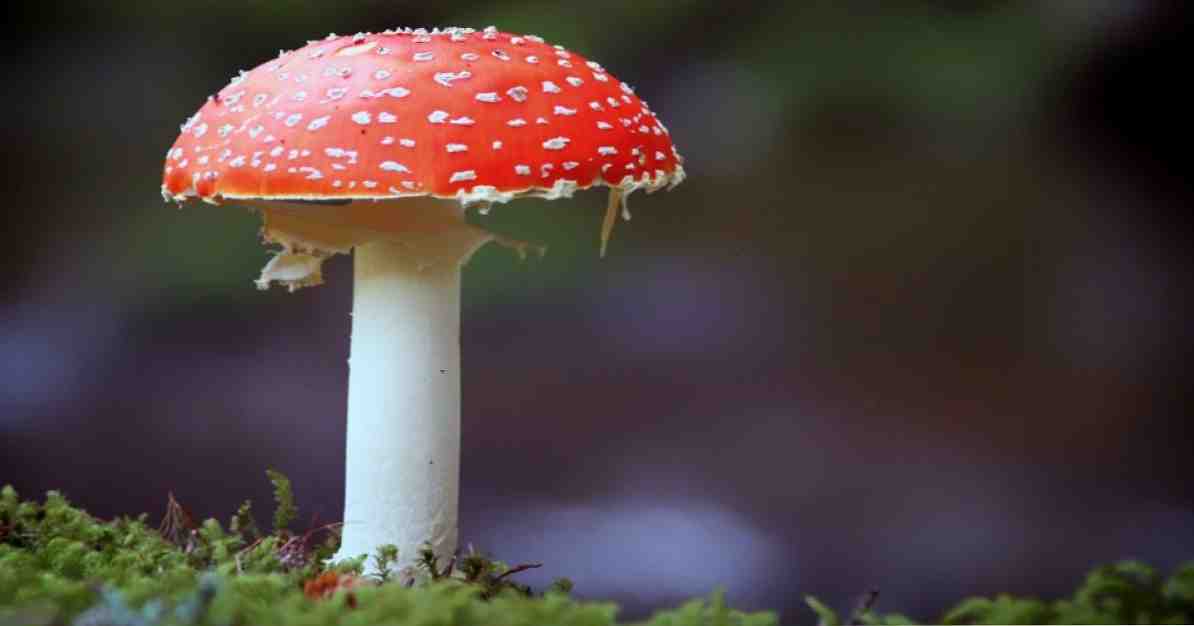 De 11 soorten paddenstoelen (en hun kenmerken)