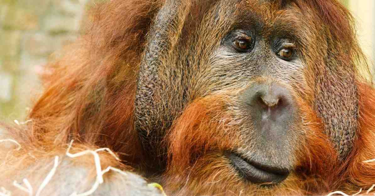 De 20 mest utrotningshotade djuren i världen