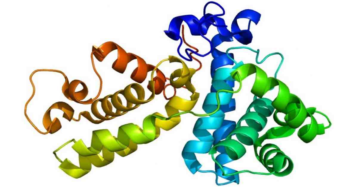Les 20 types de protéines et leurs fonctions dans le corps