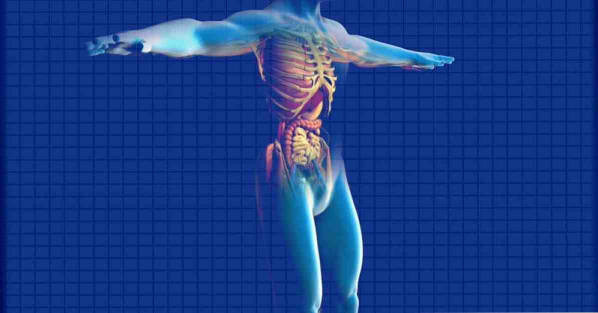 Les 25 principaux organes du corps humain / Médecine et santé