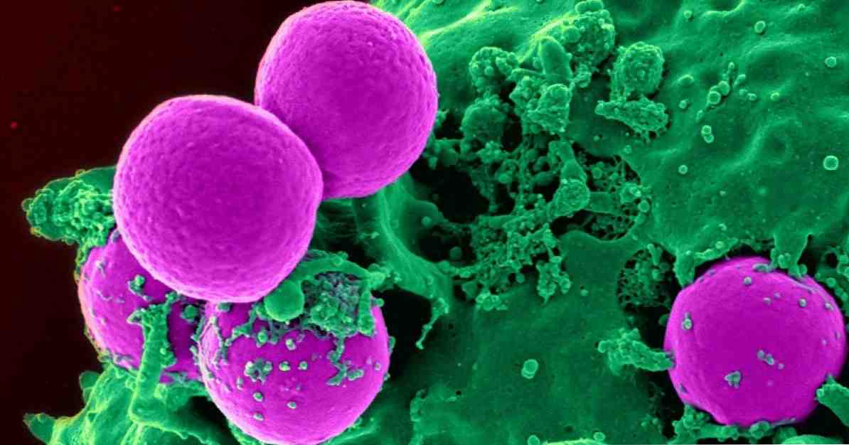 De 3 typer af bakterier (egenskaber og morfologi)