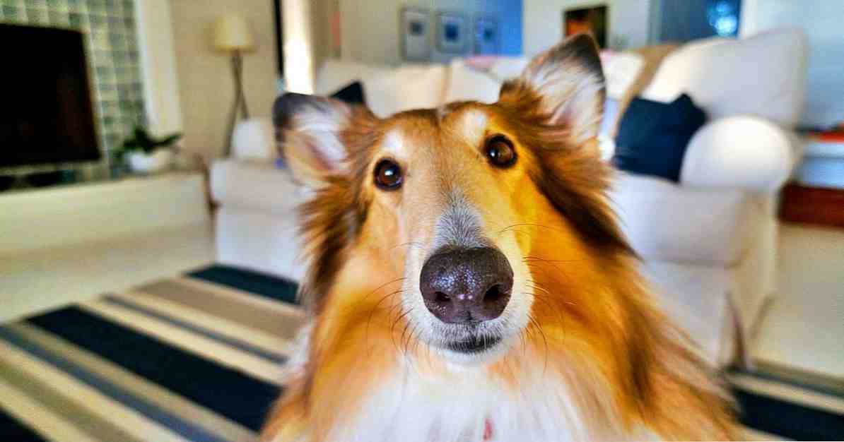 Beneficiile terapiei pentru câini