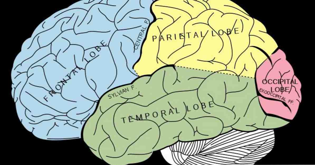 Os lobos do cérebro e suas várias funções / Neurociências