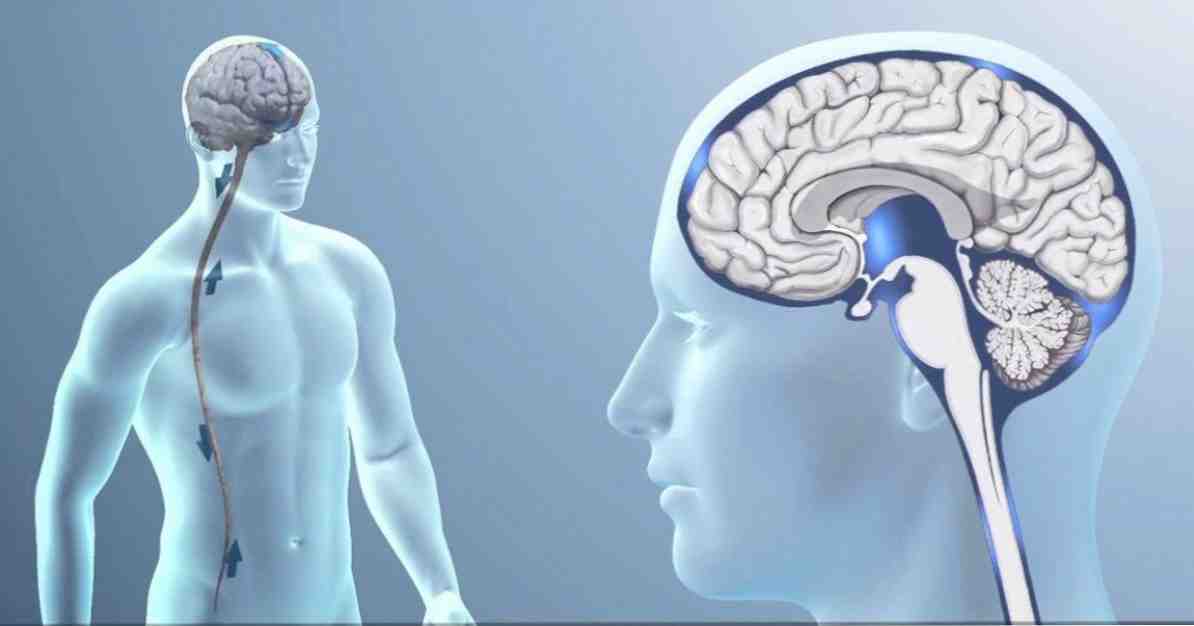 Composizione, funzioni e disturbi del liquido cerebrospinale / neuroscienze