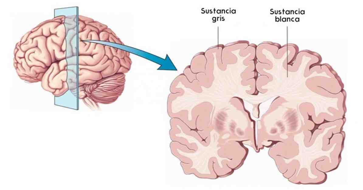 Siva tvar moždane strukture i funkcija / neuroznanosti