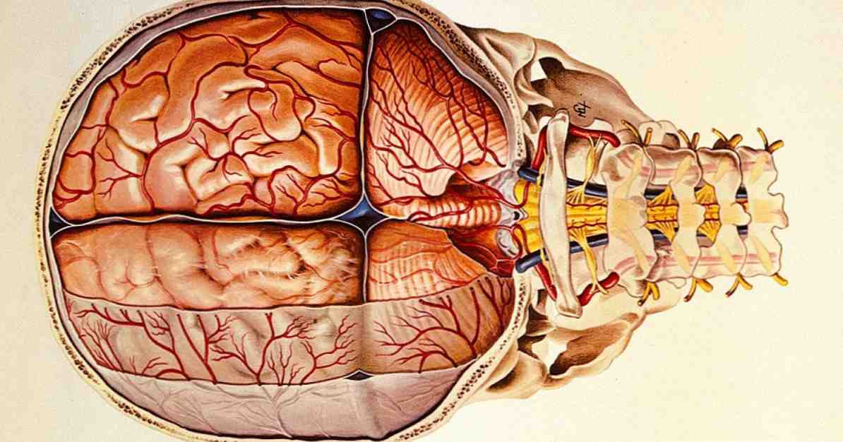 Meninges anatomi, delar och funktioner i hjärnan / neurovetenskap