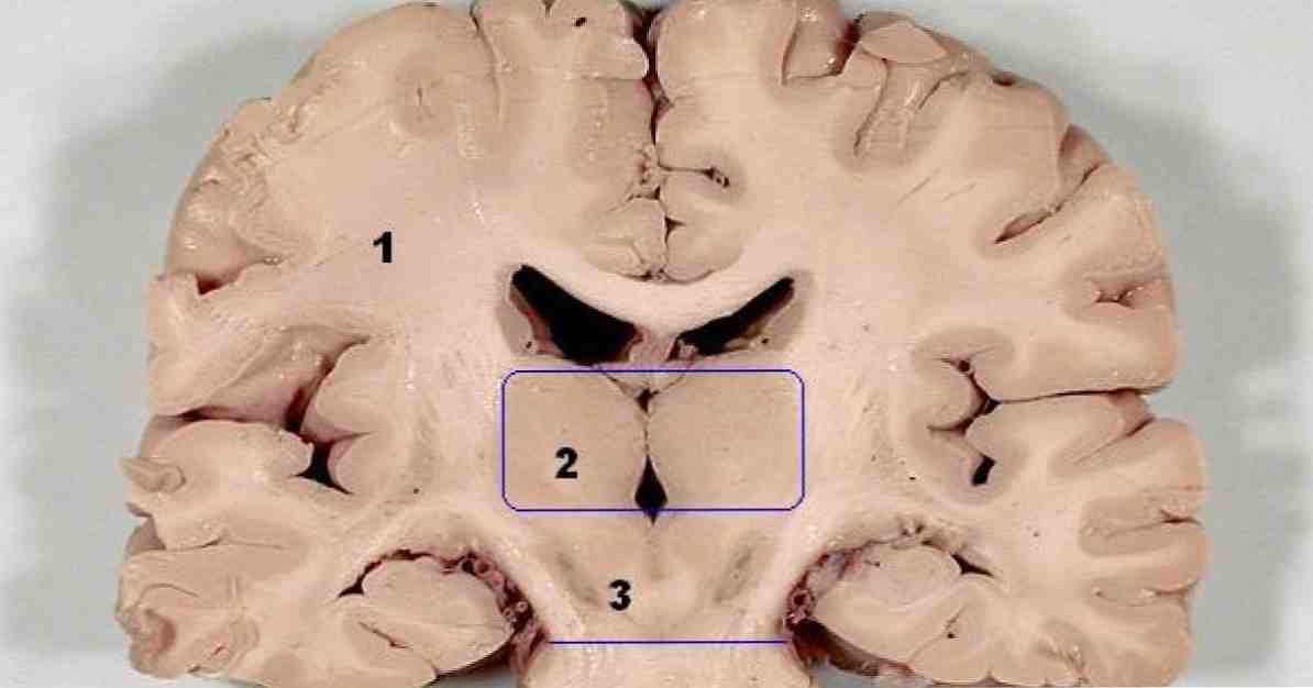 Karakteristik otak tengah, bagian dan fungsi / Ilmu saraf