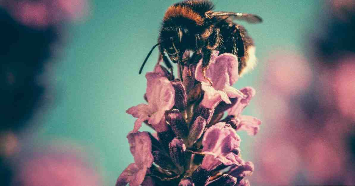 Страх от пчелите (афифобия) причини, симптоми и лечение / Клинична психология