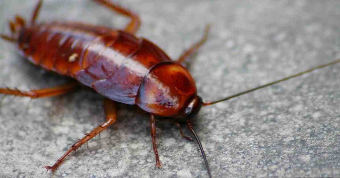 Frygt for kakerlakker (blatofobi) årsager, symptomer og konsekvenser / Klinisk psykologi