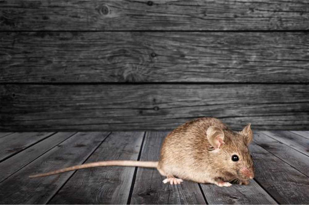 Strach z myší nebo musofobie příznaky, příčiny a léčba / Klinická psychologie