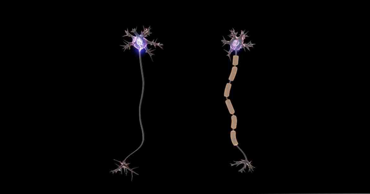 Myelination มันคืออะไรและมีผลต่อระบบประสาทอย่างไร / ประสาท