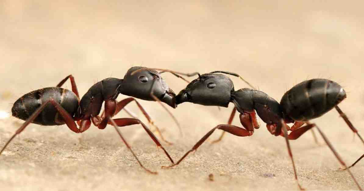 Objawy i leczenie Mirmekofobii (fobii mrówek) / Psychologia kliniczna