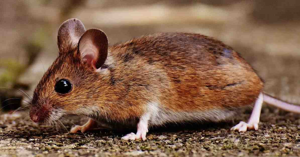 Musofobie extreme angst voor muizen en knaagdieren in het algemeen / Klinische psychologie