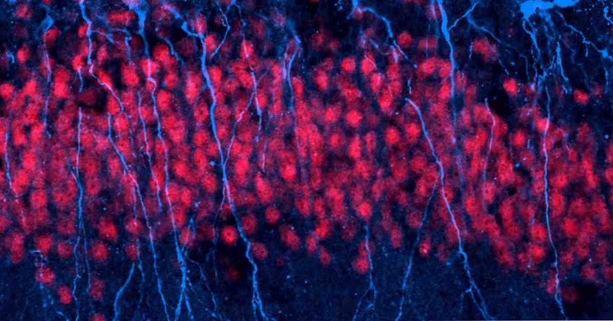 Neurogenesis, bagaimana neuron baru dibuat? / Ilmu saraf