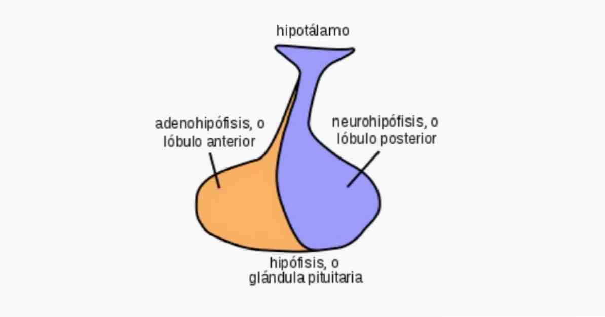 Neurohypophysis struktur, funksjoner og tilhørende sykdommer / nevrovitenskap