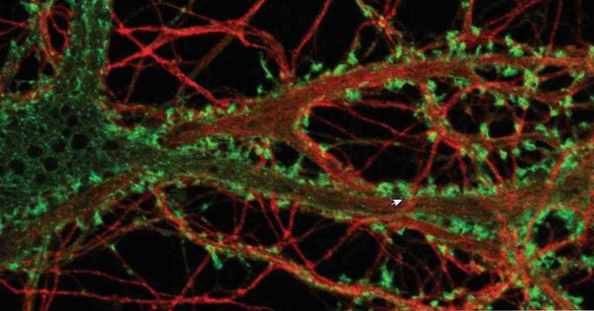 Caratteristiche e funzioni dei neuroni dopaminergici / neuroscienze