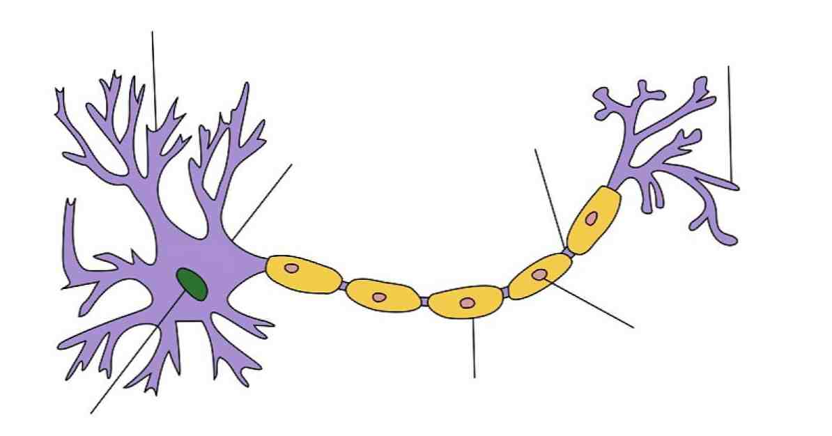 Neurônios em um espelho A construção e compreensão da civilização / Neurociências