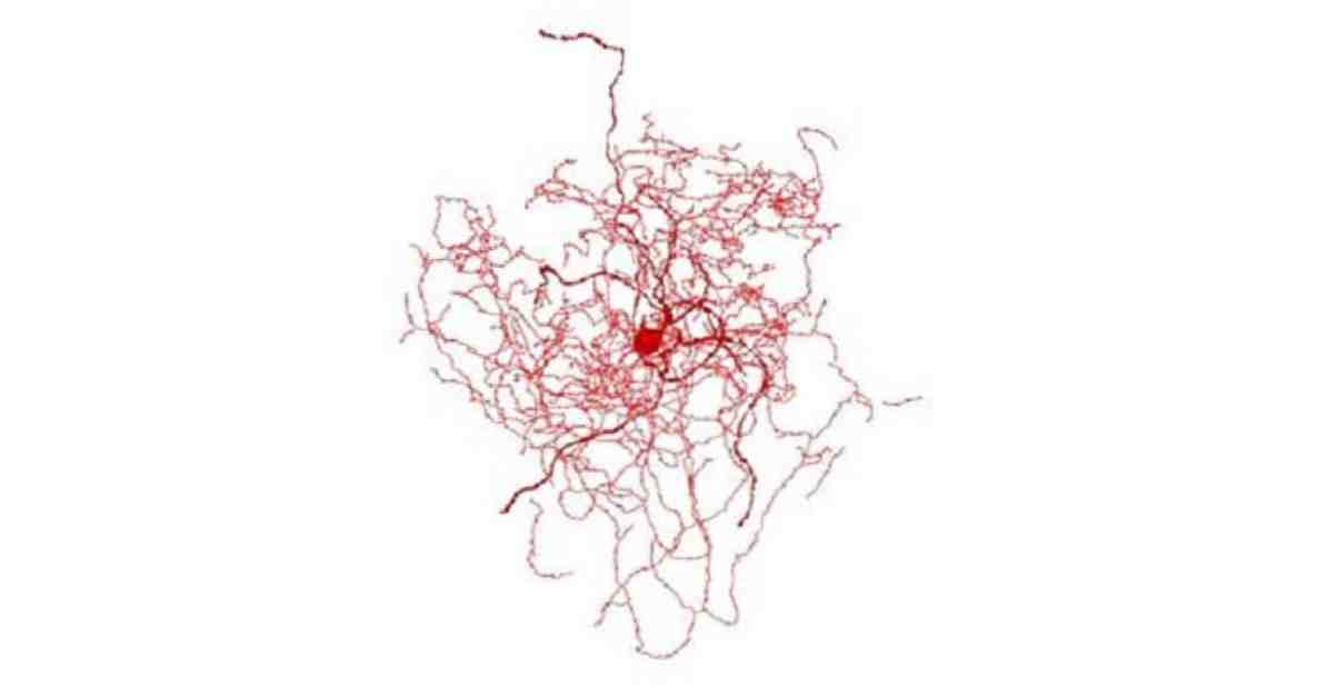 Neuronii au un nou tip de celule nervoase / neurostiinte