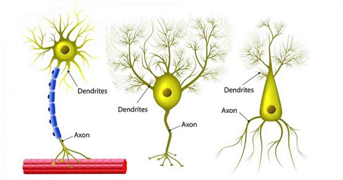 Типы и функционирование многополярных нейронов / неврология
