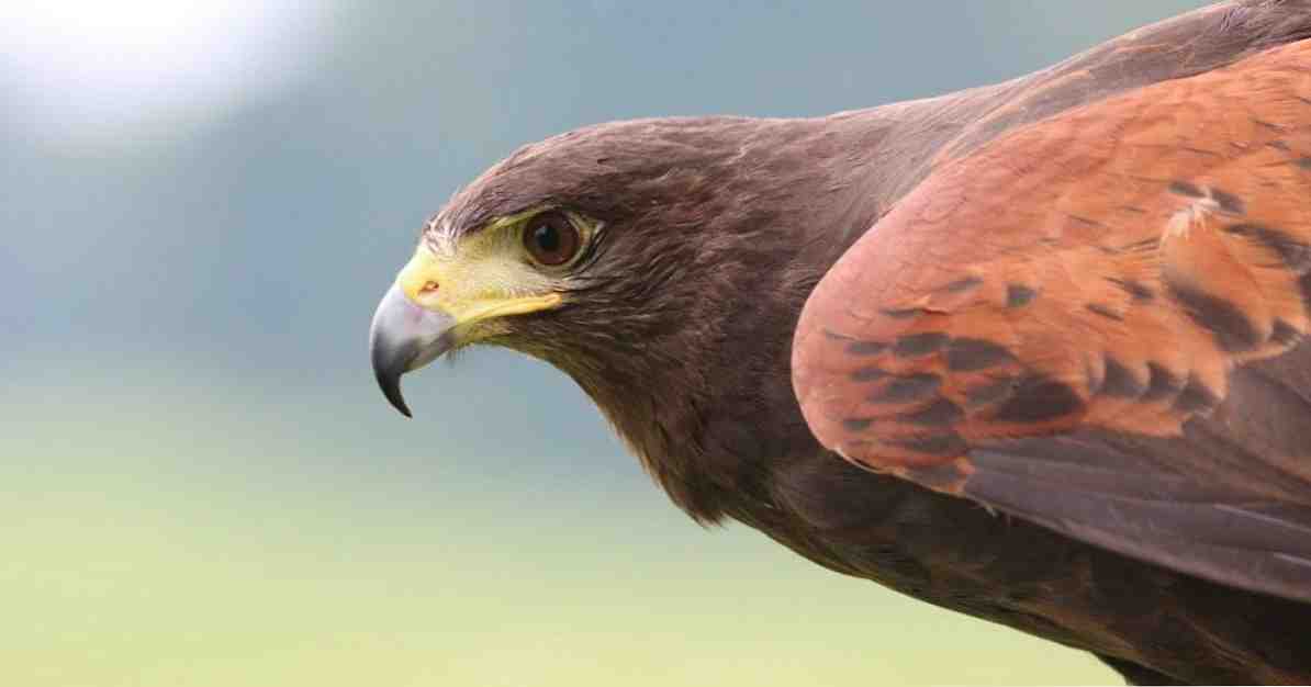 Ornitofoobia (lindude hirm) sümptomid ja põhjused / Kliiniline psühholoogia