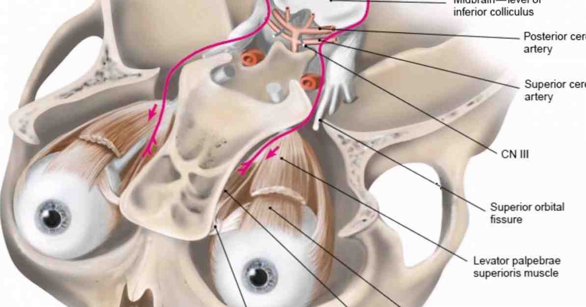 Cranialni živci 12 živcev zapušča možgane / Nevoznanosti