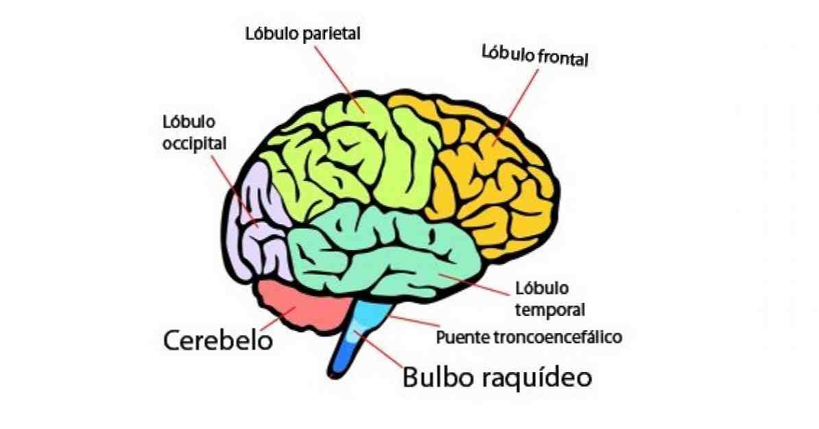 Žmogaus smegenų dalys (ir funkcijos) / Neurologijos