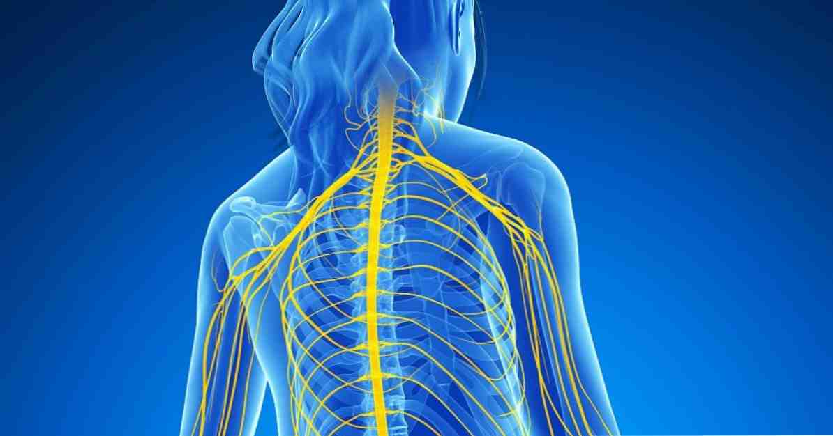 Partes das funções do Sistema Nervoso e estruturas anatômicas / Neurociências