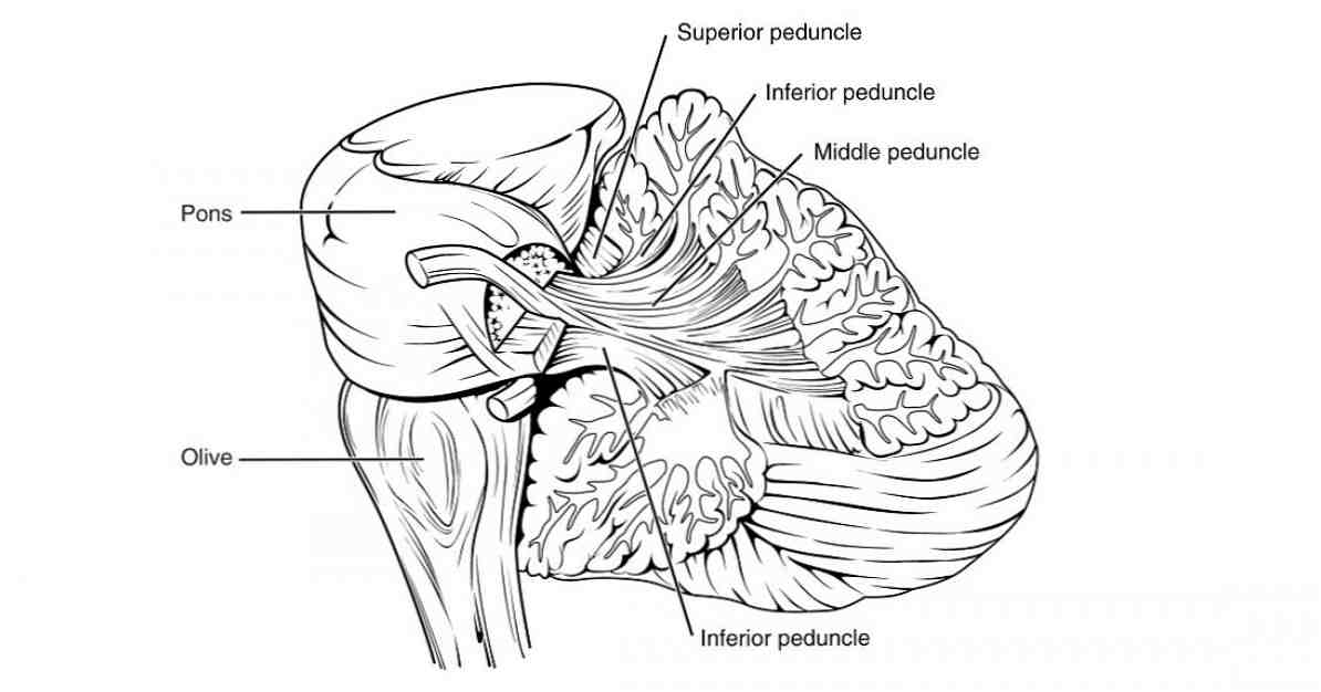 Funkcie, štruktúra a anatómia mozgových stopiek / neurovedy