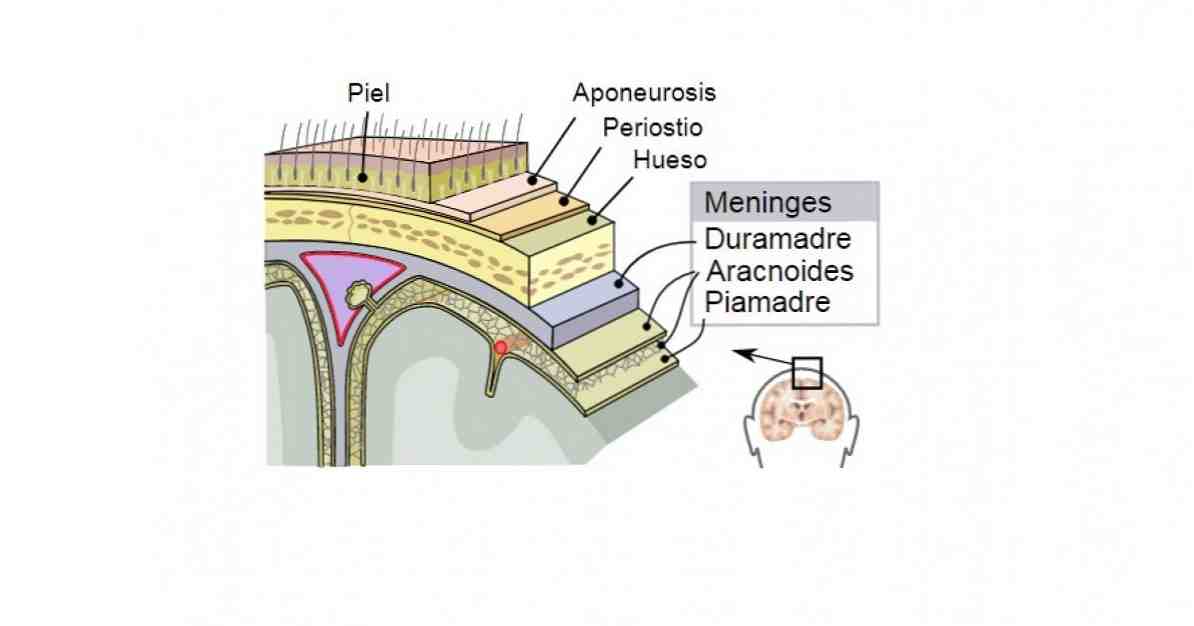 Estrutura de Piamadre (cérebro) e funções desta camada das meninges / Neurociências