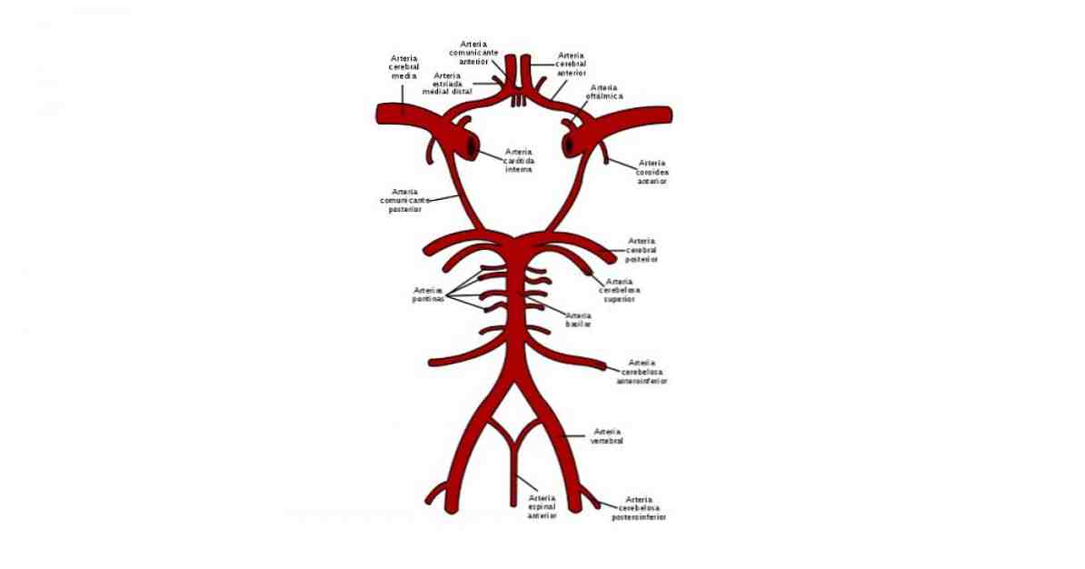 Parties du polygone de Willis et les artères qui le forment / Neurosciences