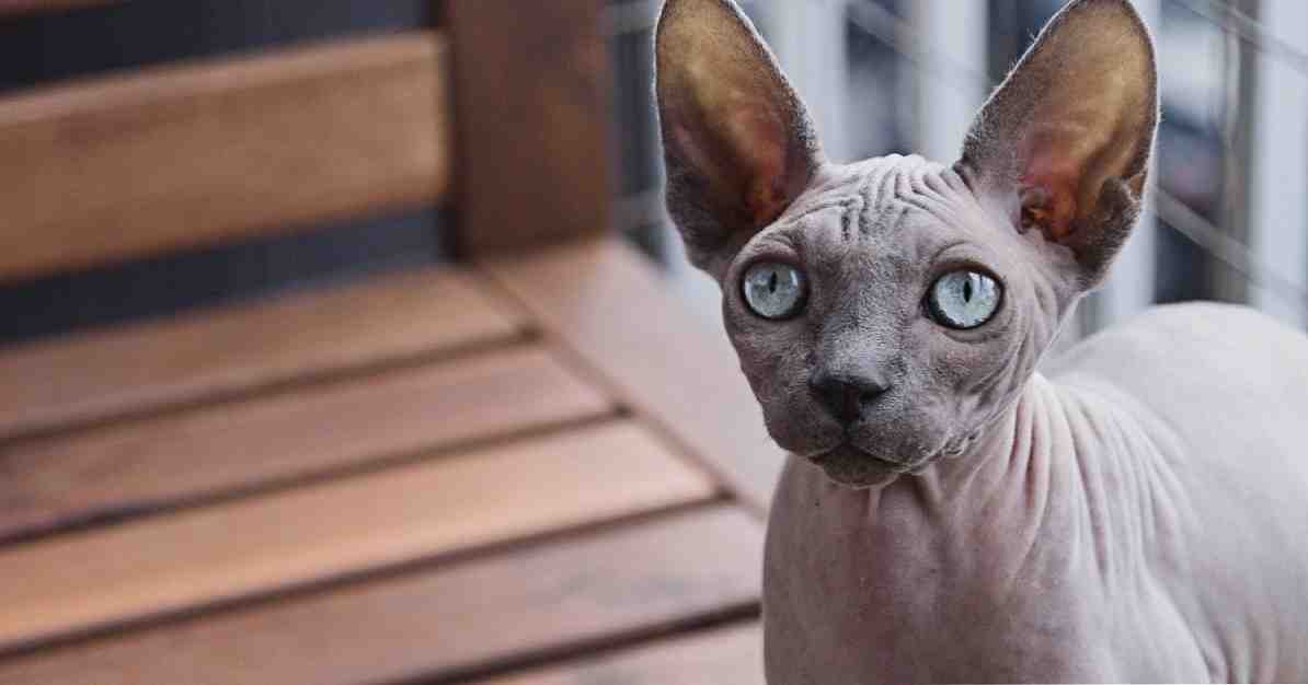 ทำไมดวงตาของแมวถึงเปล่งประกาย วิทยาศาสตร์ตอบสนอง