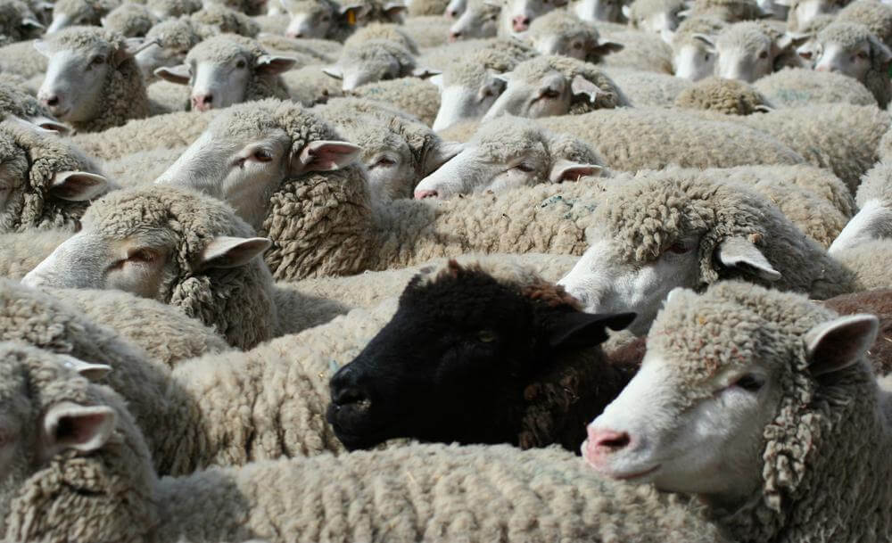 なぜ黒い羊は白い羊の群れの中にいるのでしょうか。 （発散的思考） / 心理学