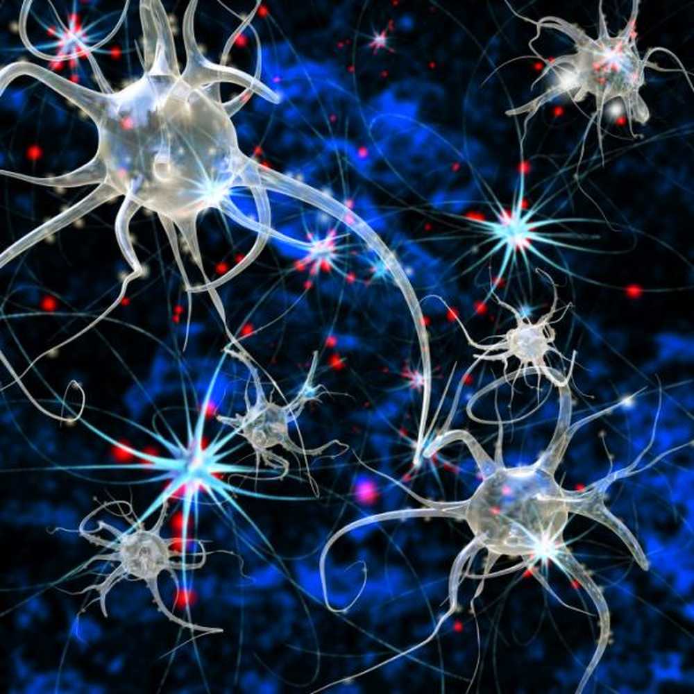 Psychologie Générale Le Neurone