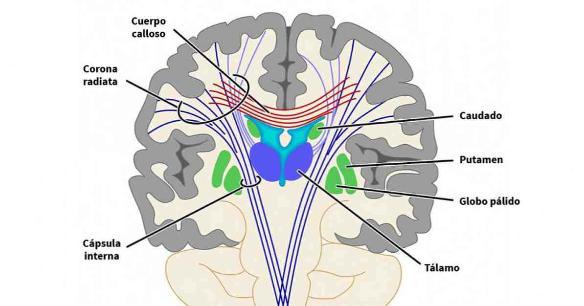 Putamenská štruktúra, funkcie a súvisiace poruchy / neurovedy