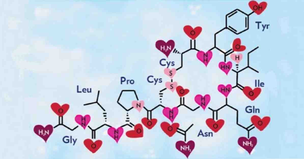 オキシトシンとは何ですか、このホルモンはどのような機能を果たしますか？ / 神経科学