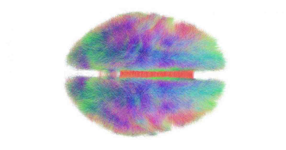 Co je to spojení? Nové mapy mozku / Neurovědy