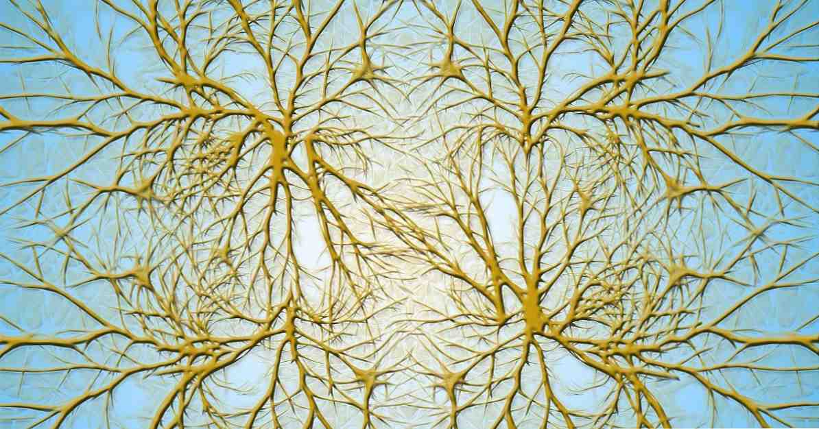 Mitkä ovat neuronien dendriitit? / neurotieteiden