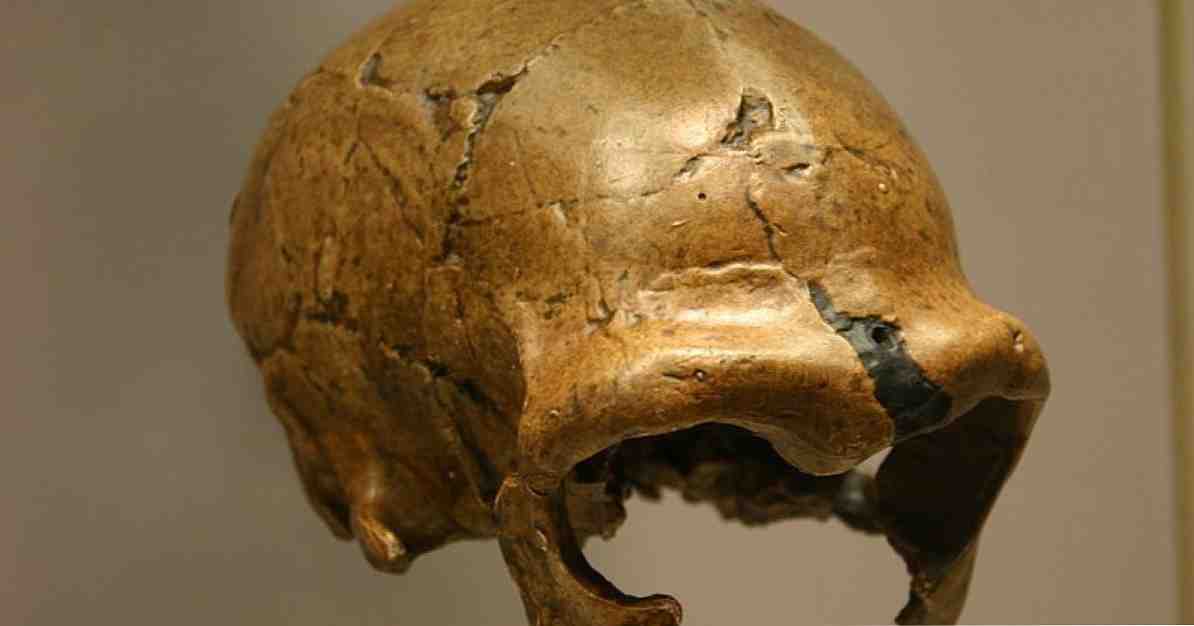 O que são hominídeos? Características e as 8 principais espécies / Cultura