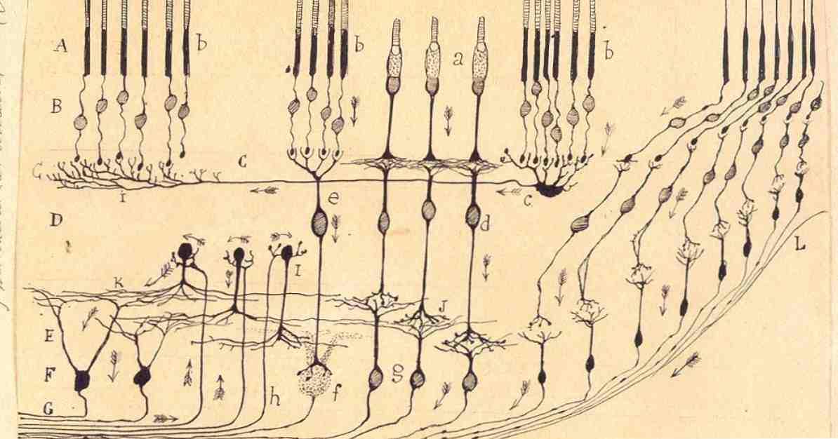 Ramón og Cajal forklarede hvordan hjernen arbejder med disse tegninger / neurovidenskab