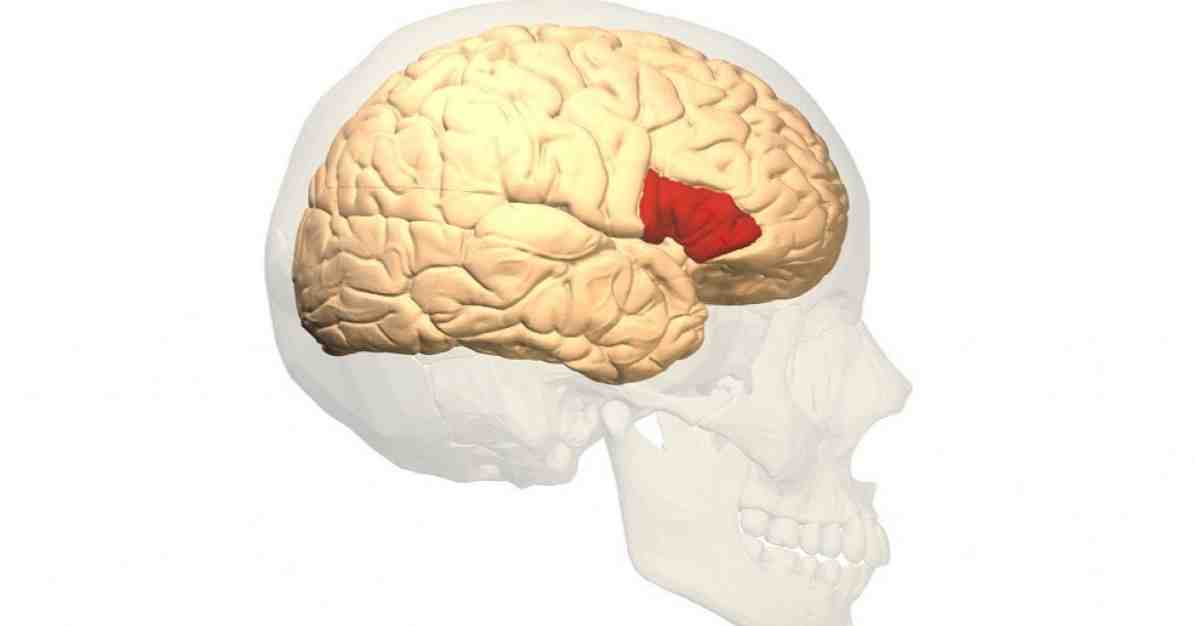 Broca's gebied (deel van de hersenen) functies en de relatie tot taal / neurowetenschappen