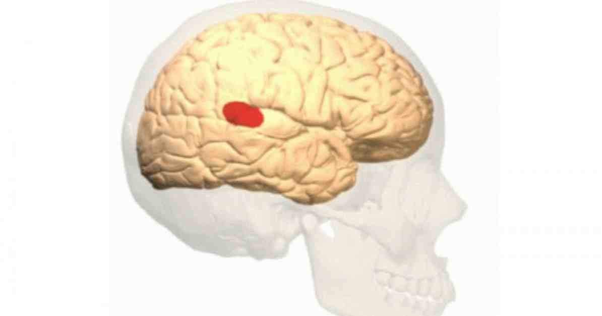 Anatomi, fungsi dan gangguan kawasan Wernicke / Neurosains