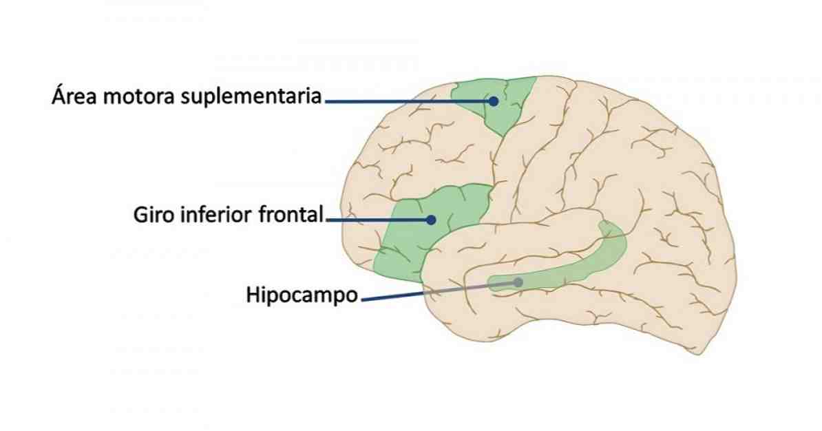 Supplerende motorområde (hjernen) deler og funksjoner