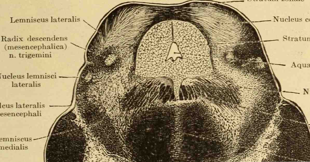 Anatomie, fonctions et troubles de la région tegmentale ventrale