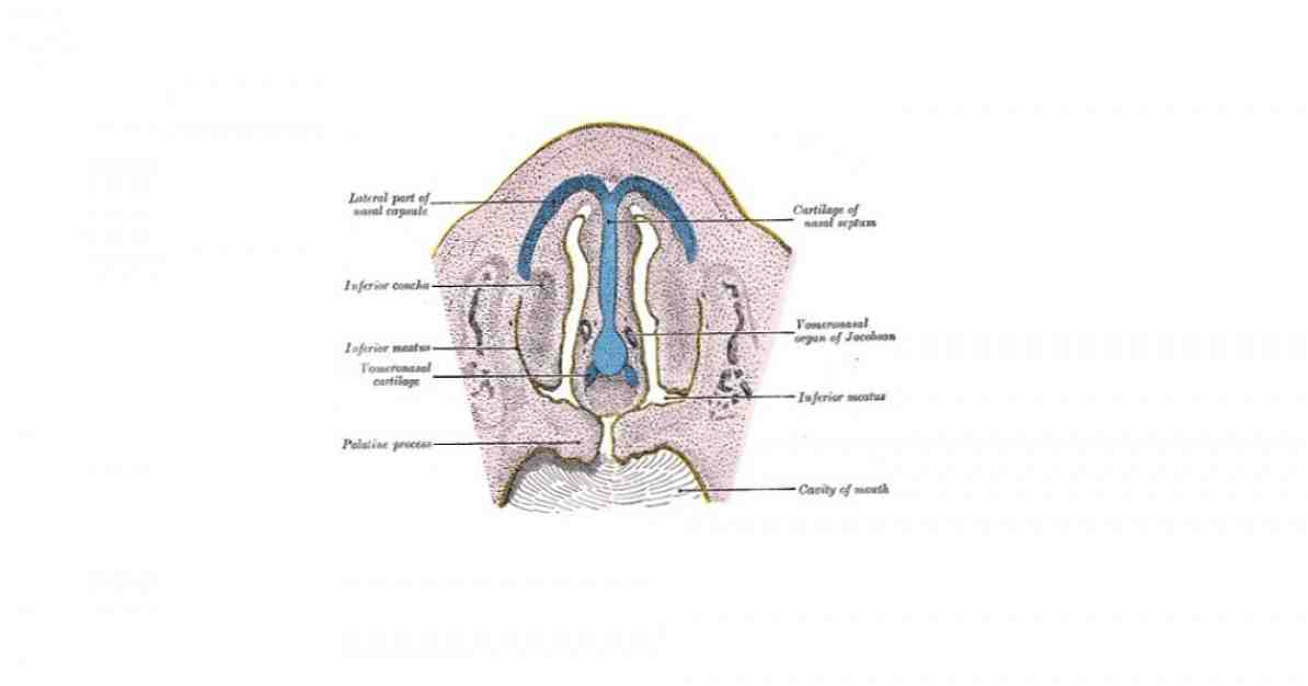 Vomeronasal organ hva det er, plassering og funksjoner