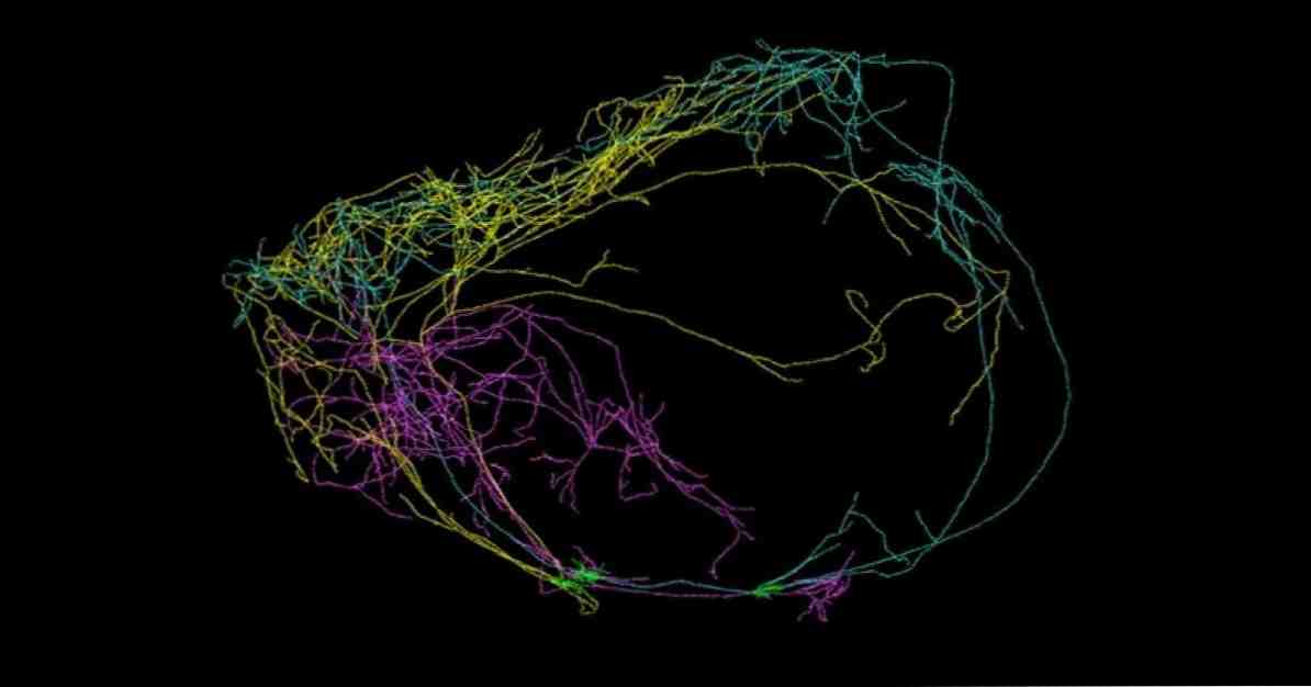 נוירונים ענקיים הקשורים לתודעה מתגלים